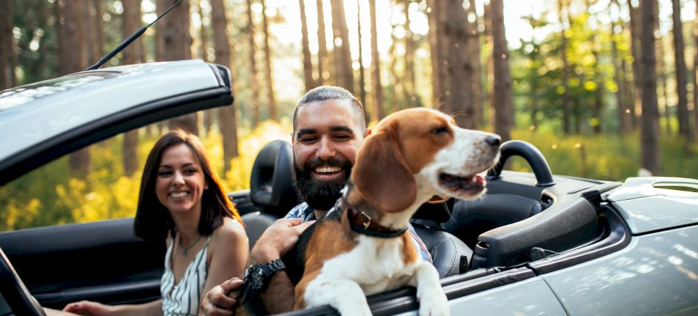 Hit the Road with Your Furry Friend: HAPPYCAR's Pet-Friendly Car Rentals!